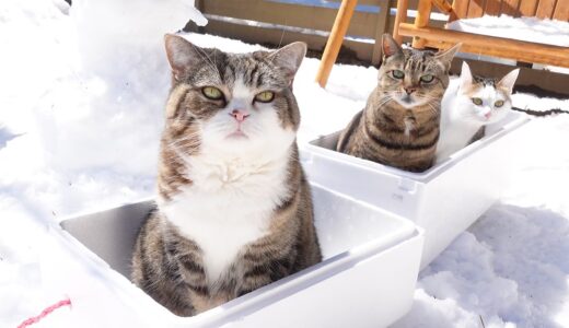 雪の庭とねこ。-Snow garden and Cats.-