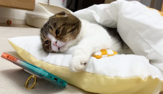 布団で寝ながらスマホ…パパ猫の休日の過ごし方が人間すぎたwww