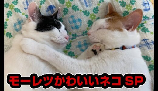 【猫動画】モーレツかわいいネコSP〜にゃんともパレード〜#132