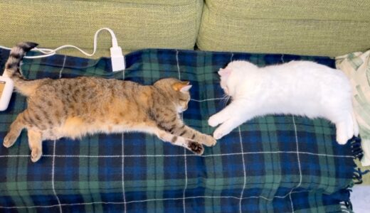 電気毛布は猫を完全にダメにしてしまうようです…。