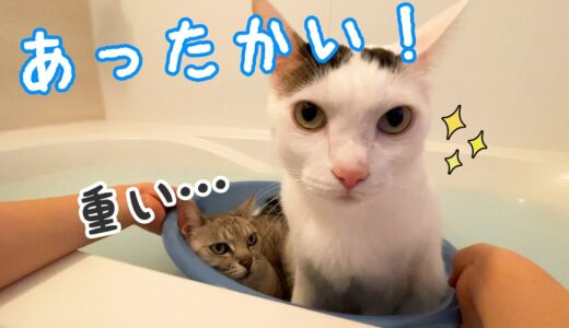 ママと娘がお風呂へ行くと集まる猫たち！