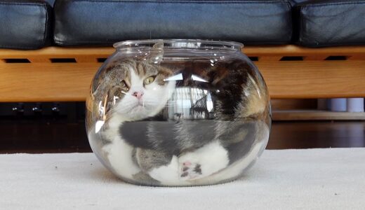 ついに”猫は液体”を完全に証明してしまったねこ。-Maru finally completely proved that 