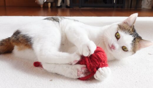 毛糸玉で遊ぶねこ。-Miri loves playing with a woolen yarn ball.-