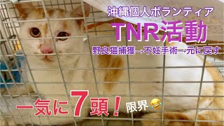 [沖縄野良猫TNRさくらねこ活動]野良猫を捕獲→不妊手術→元に戻す。一気に7頭！[飼い主さん募集中]サバ白くん、メメちゃん。