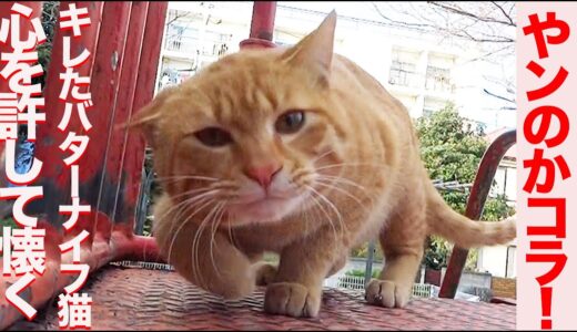 公園のキレたバターナイフ猫、心を許して終生の朋友猫となる My fatal cat 'Sango' story 2022