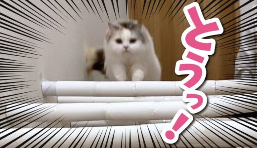 【おもしろ映像】猫がトイレットペーパーの芯を超える瞬間