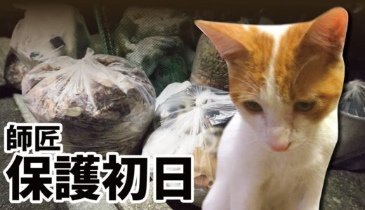 【保護初日】ゴミ置き場に捨てられていた先住猫が家猫になるまで【おしゃべりする猫】