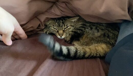 布団で一緒に寝ている凶暴猫を起こしてしまった結果…