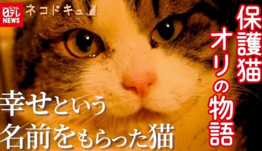 【保護猫】ドキュメント「幸せ」という名前をもらったネコの物語
