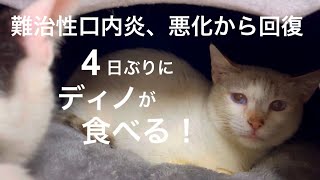 [沖縄保護猫]#36 ぼろぼろガリガリだった元野良猫、自己免疫疾患・難治性口内炎のディノ、症状悪化から回復。4日ぶりに食べた！優しいのり。[里親募集中]猫エイズキャリア、ミロゲン。