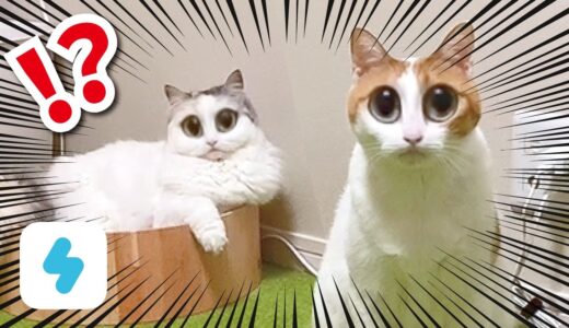 【猫SNOW】猫用の動画加工アプリで遊んでたらもの凄い映像が撮れました…【おしゃべりする猫】
