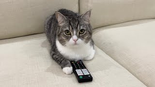 テレビばっかり見ていたら甘えんぼ猫が嫉妬してこうなりました…