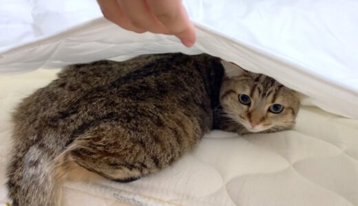 寝ようと思ったら猫がシーツに潜り込んでいました…！