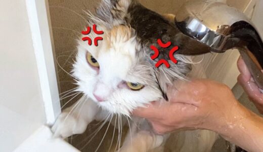 花粉まみれの猫をお風呂に入れたら死ぬほどブチ切れられました