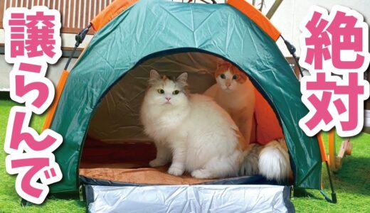 【ねこキャンプ】猫用テントを買ってあげたら奪い合いになってしまいました