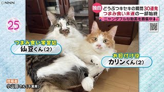【ネコ】キセキの瞬間映像集！　― meow cats TV