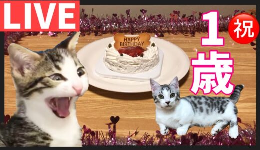猫の誕生日会をライブ配信！祝ってあげてください！！！