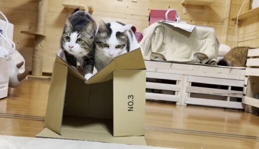 箱が1つあるだけでいろいろと楽しませてくれる猫