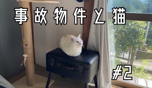 【ねこ物件】#2.トイレ問題。There’s a cat in my house.