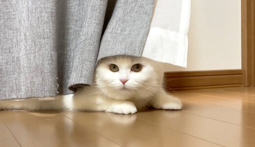 カーテンに隠れてるつもりの猫！