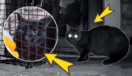 貪吃流浪貓被困鐵籠8小時無人發現，原因竟是長得太黑｜李喜猫