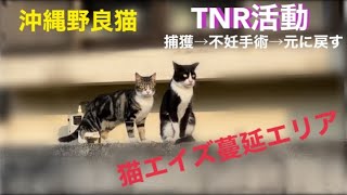 [沖縄野良猫TNRさくらねこ活動]猫エイズが蔓延しているお家の野良猫を捕獲→不妊手術→元に戻す。お母さん猫が捕まえられない。[保護猫里親募集中]ミロゲン、メメちゃん、ビーちゃん。