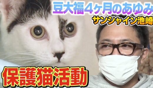 【保護猫活動】サンシャイン池崎と子猫の豆大福！預かり４か月のあゆみ編