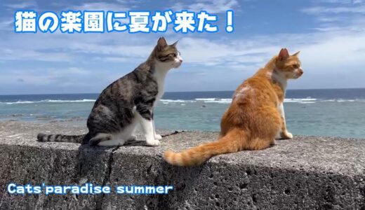 猫の楽園に夏がきた！Summer has come!