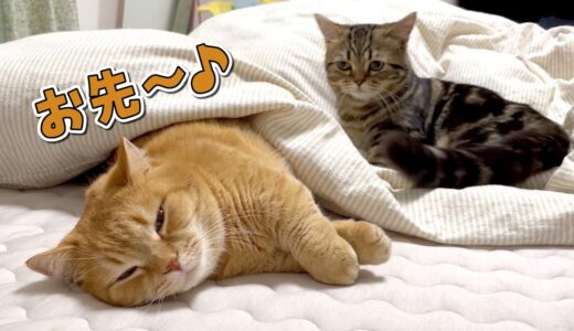 ベッドを春仕様にしたら猫に占拠されて寝る場所が無くなりました…笑