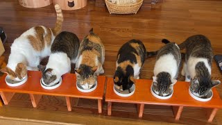 猫達のランチは一直線。／The cats' lunch is in line.