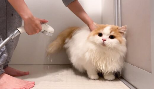 【悪夢再び?】夜中にうんちまみれになった猫をお風呂へ！