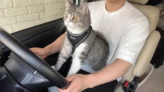 初めて猫を乗せて運転してみたら興味津々すぎてこうなりました笑