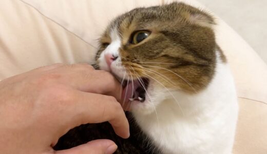 【衝撃映像】おっさんが猫に指を本気で噛まれた結果…