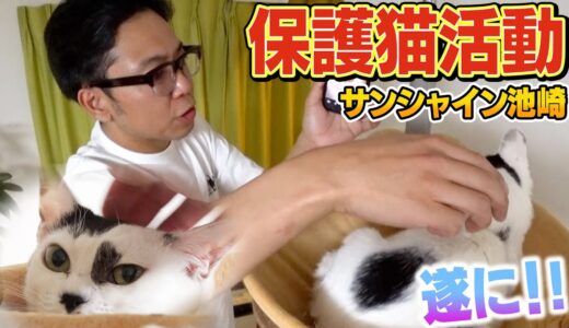 【保護猫活動】サンシャイン池崎と子猫の豆大福！預かり4か月でついに！