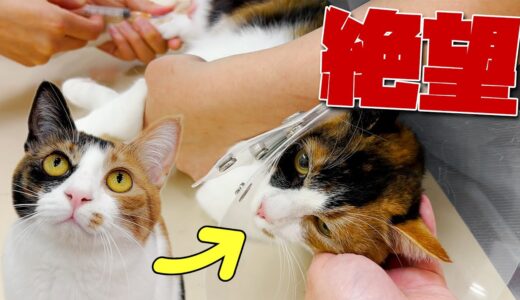 成猫になって初めての健康診断で採血されて絶望する三毛猫
