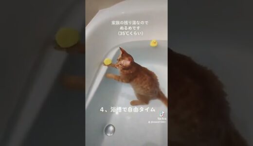お風呂好き猫と、我が家のお風呂手順
