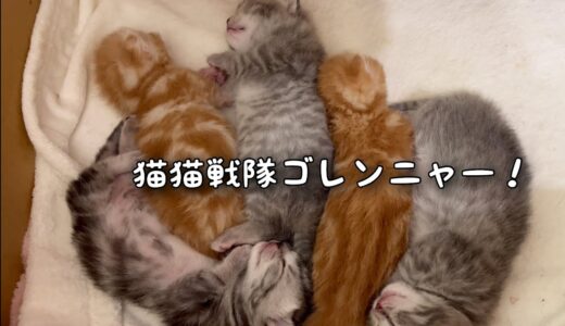 猫猫戦隊ゴレンニャー😽😽😽😽😽 Baby Kitten Sleeping💤
