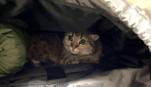 猫が一緒にキャンプに行きたくてリュックに潜んでいました！