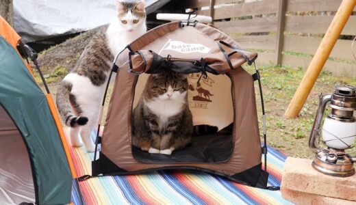 お庭キャンプを満喫するねこ。-Cats enjoy the garden camp.-