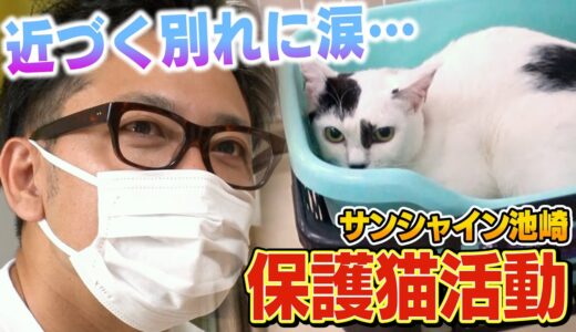 【保護猫活動】サンシャイン池崎と子猫の豆大福「ついに譲渡会！」