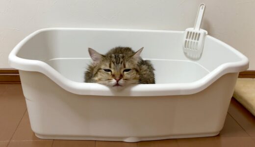 新しい猫トイレをベッドだと勘違いしちゃった猫