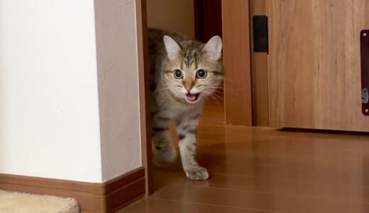 鳴いてる猫を無視していたら鳴きながら部屋凸されました…！