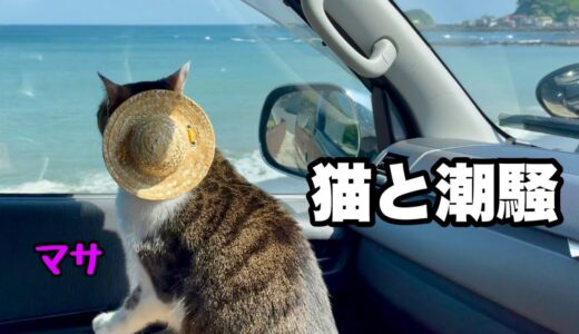 【猫とドライブ】南房総の海沿いの道をドライブ。初めて波の音を聞いた猫の様子と潮騒をお楽しみ下さい！