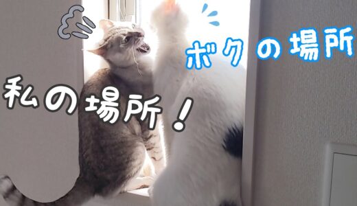 小窓の場所取り争いを繰り広げる猫たち…