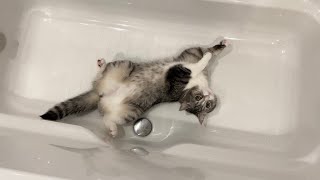 猫が浴槽から出てくれないのでそのままお湯を入れたらこうなった…笑