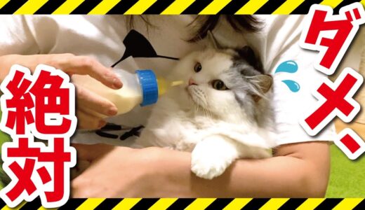 【危険】猫に仰向けでミルクをあげてはいけません！