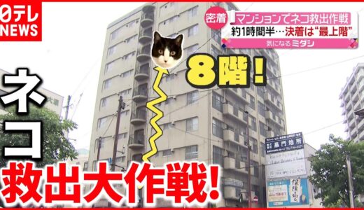 【救出大作戦】10階建てマンションの壁にネコ  絆はより深く…