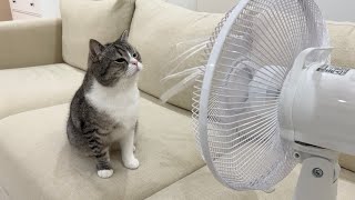 夏バテ中の猫に扇風機をあげたら反応がかわいすぎましたw