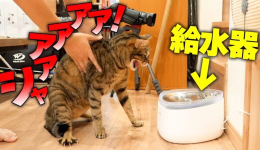 【どうして…】うちの猫が急に給水器に威嚇するようになってしまいました…