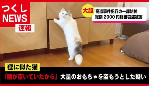 【速報】窃盗罪で現行犯逮捕された猫